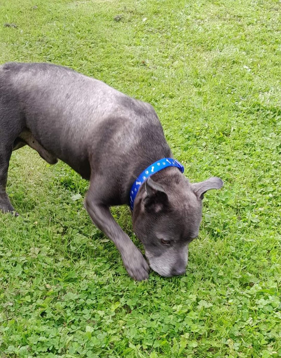 karen73984451's tweet photo. #rehomehour  plz RT and help super duper handsome boy #Ninja find a loving home #TeamZay @SeniorStaffy https://t.co/1OaF6X7Csy