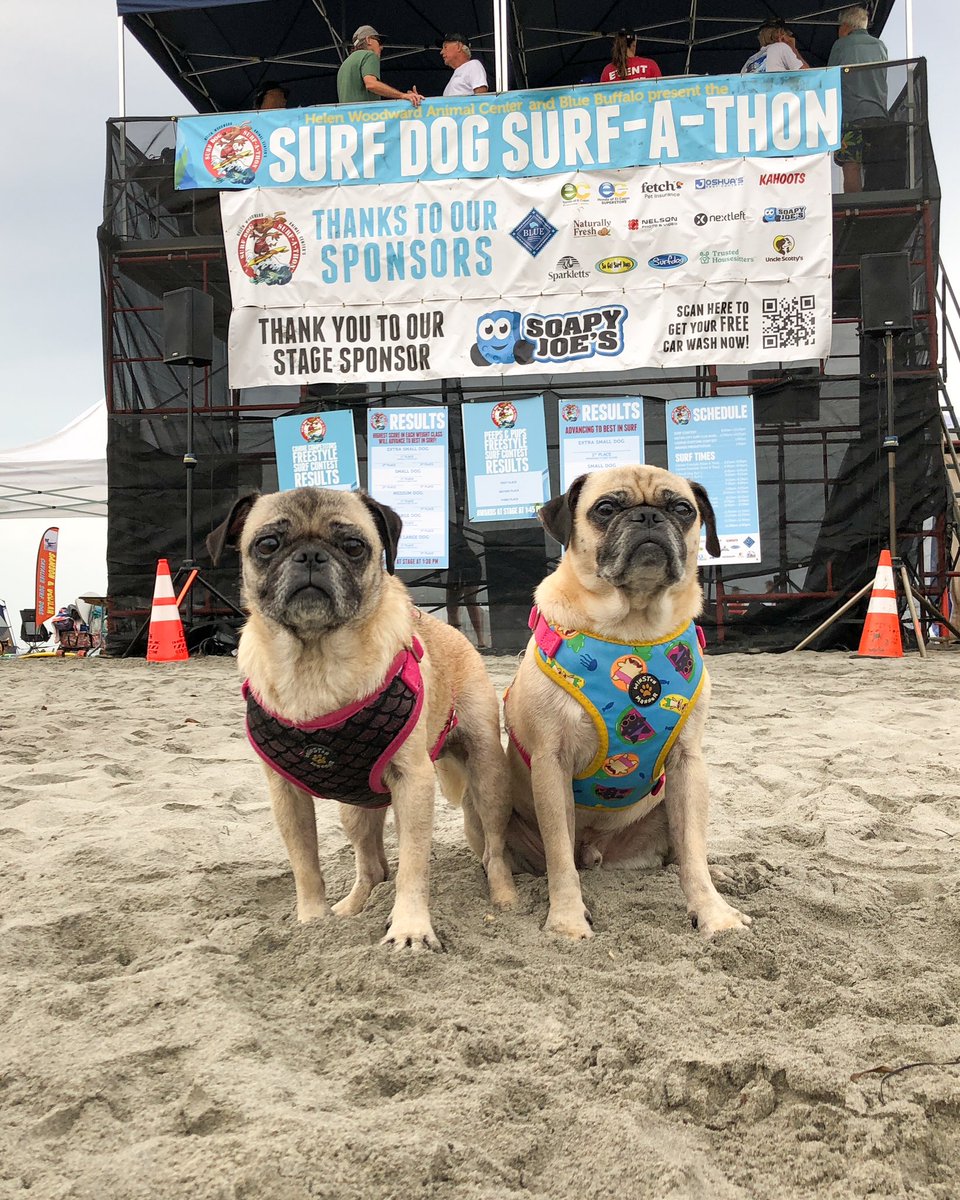 We had a blast competing in the #SurfDogSurfAThon this weekend! 🏄‍♀️ We did really well for our first competition but didn’t place. Honestly we held back a little! 🤪 Thanks to @hwac for hosting this event to raise money for pets in need! #surfing #pugs #puglife
