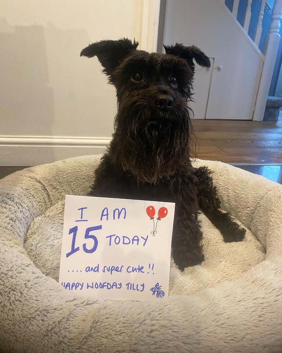 Sam_Knight18's tweet image. The princess is 15 today. We’ve had a fairly regular day (as a spoilt Schnauz, every day is like her birthday to be fair) and she’s now snoozing on the sofa with a belly full of sardines 🤣
#schnauzergang