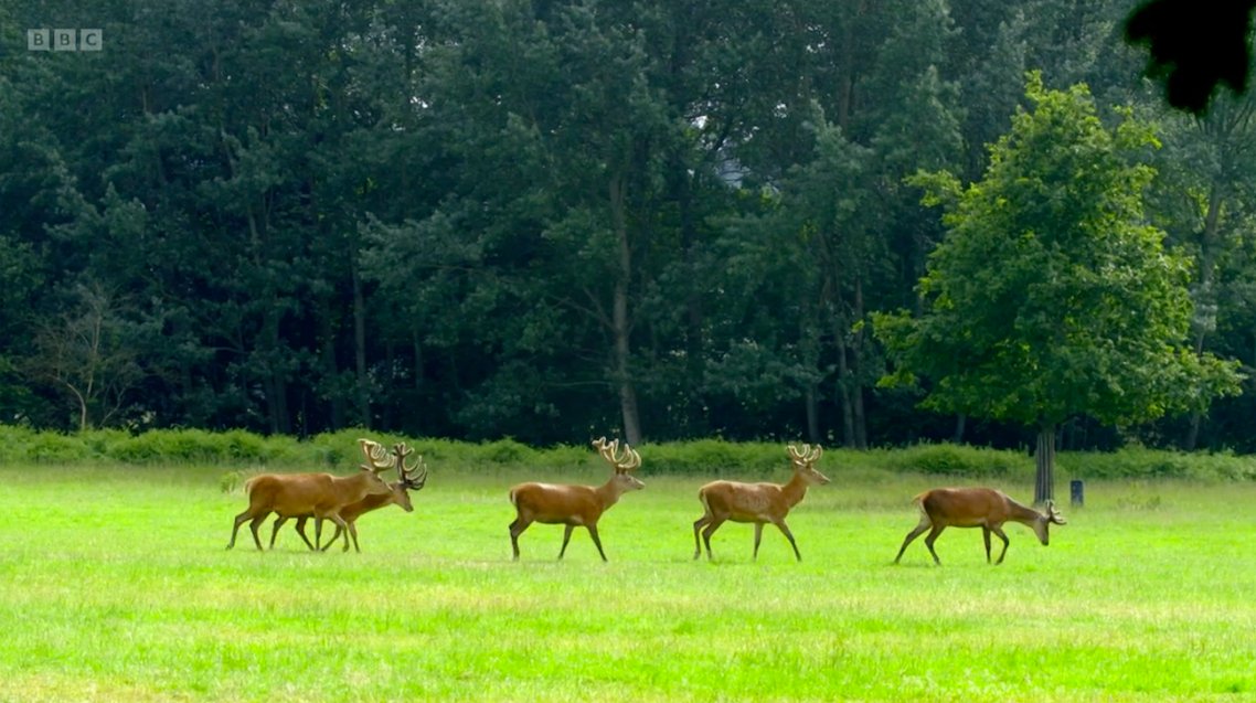 CotsWildTweets tweet picture