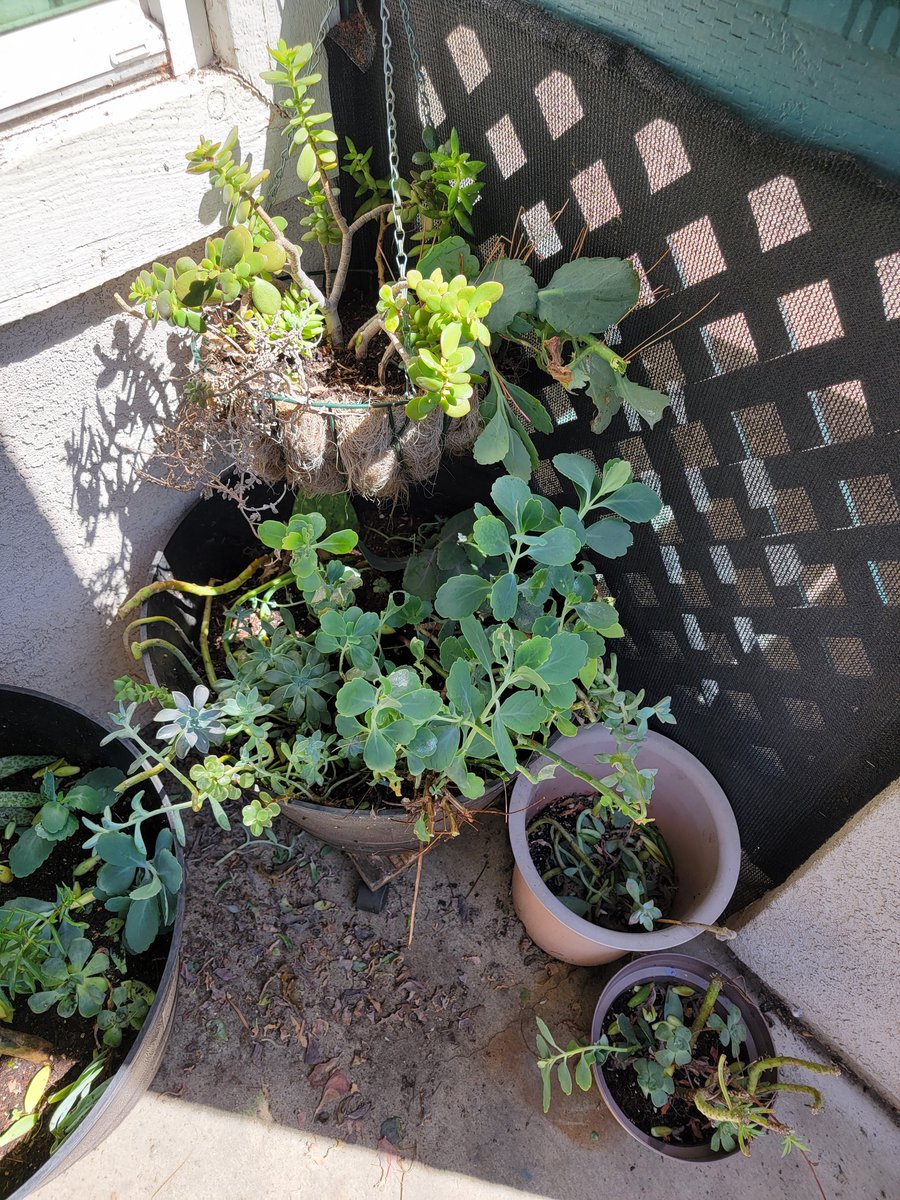 Dare__404's tweet image. plant now refactor later

raise chaos #propagate art

fail frequently and practice patience 

#learn #javascript &amp;amp;&amp;amp; sweep your goddamn porch