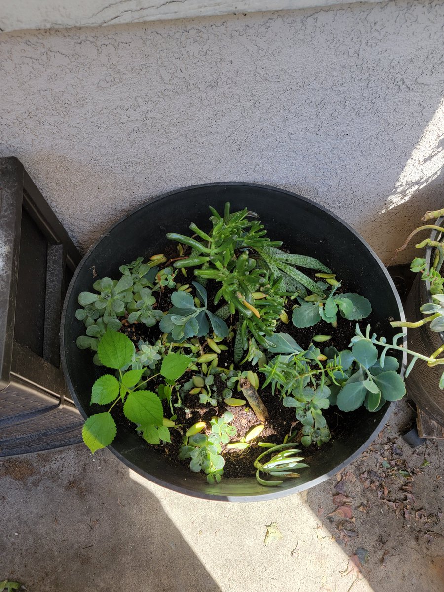 Dare__404's tweet image. plant now refactor later

raise chaos #propagate art

fail frequently and practice patience 

#learn #javascript &amp;amp;&amp;amp; sweep your goddamn porch