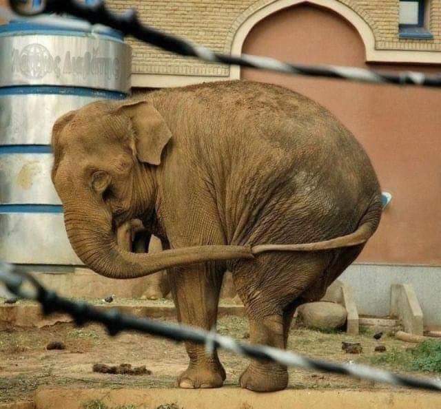 nebbianelsole's tweet photo. La solitudine 😢
Non c’è nessuno a tenergli la coda dietro per evitare che si perda mentre viaggia, quindi lo fa da solo .
Chiedetevi se questo dolore valga il prezzo di un biglietto al circo😡 https://t.co/OglRz4zMsG