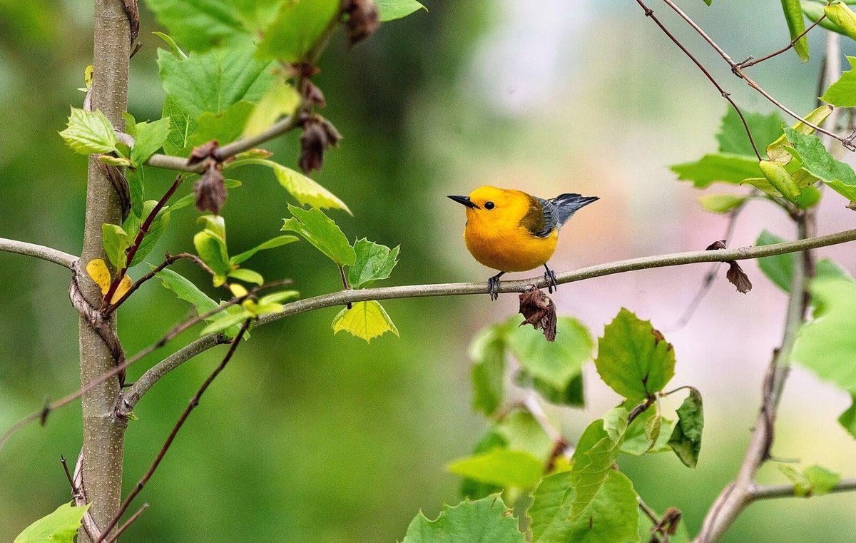 mtsrivs's tweet photo. I had an incredible experience with an amazing bird in the early one morning in May. Meet the Prothonotary warbler's and learn how its pleasant song mesmerized me that morning and drew me off the beaten path. #audubonsociety  #birdlife #warblers
https://t.co/pRpuzjVHNr https://t.co/qNSJYwL4BB