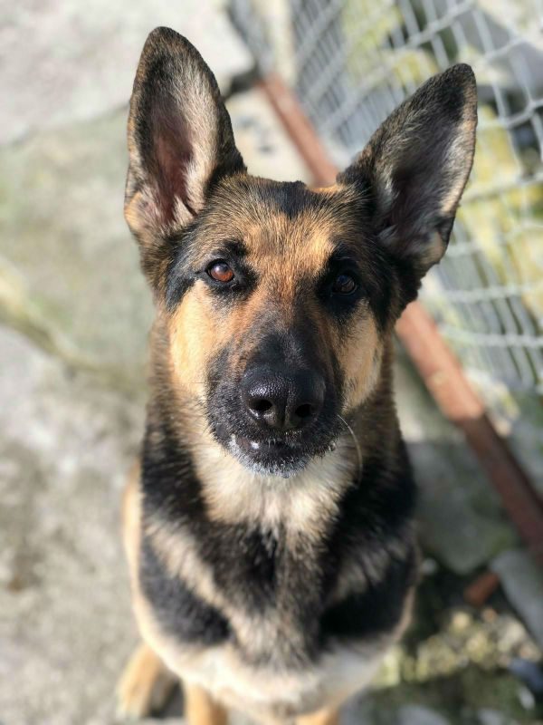 Please retweet to help Amie find a home #CORNWALL #UK 
SPECIAL APPEAL for Amie aged 9, she has been in the shelter since 2018.  Sadly she is deaf and doesn't like other dogs. 
Please give her an extra share to help the right person see this🌟

DETAILS or APPLY👇