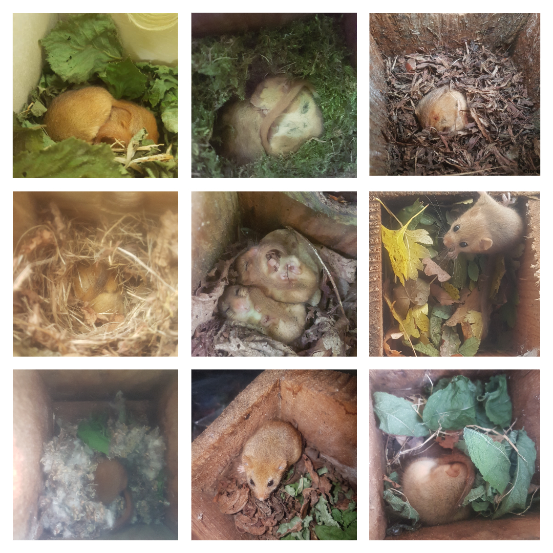 Lorna Griffiths (@angelicus73) on Twitter photo Did you know? The <a href="/NottsDormice/">Notts Dormouse Group</a> are recorded in a wide range of nest types, with materials ranging from green leaves, woven grasses, stripped bark, moss, string, straw & willow down, but more often than not old brown leaves @ptes #DormouseWeek Did you know? The <a href="/NottsDormice/">Notts Dormouse Group</a> are recorded in a wide range of nest types, with materials ranging from green leaves, woven grasses, stripped bark, moss, string, straw & willow down, but more often than not old brown leaves @ptes #DormouseWeek