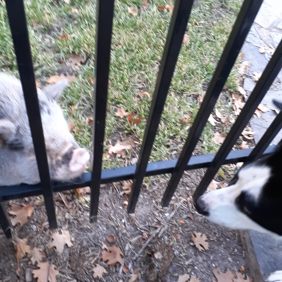 CaptainDog2019's tweet photo. walking out here in the heat, decided to stop by my piggy buddy Spoink.๐ฝ๐ท
#dogsoftwitter #pigsoftwitter #pigs #piglife #pig https://t.co/T4Uk5mv00P
