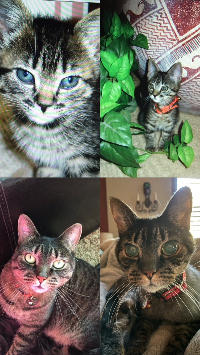 LaTorres Pack tweet media