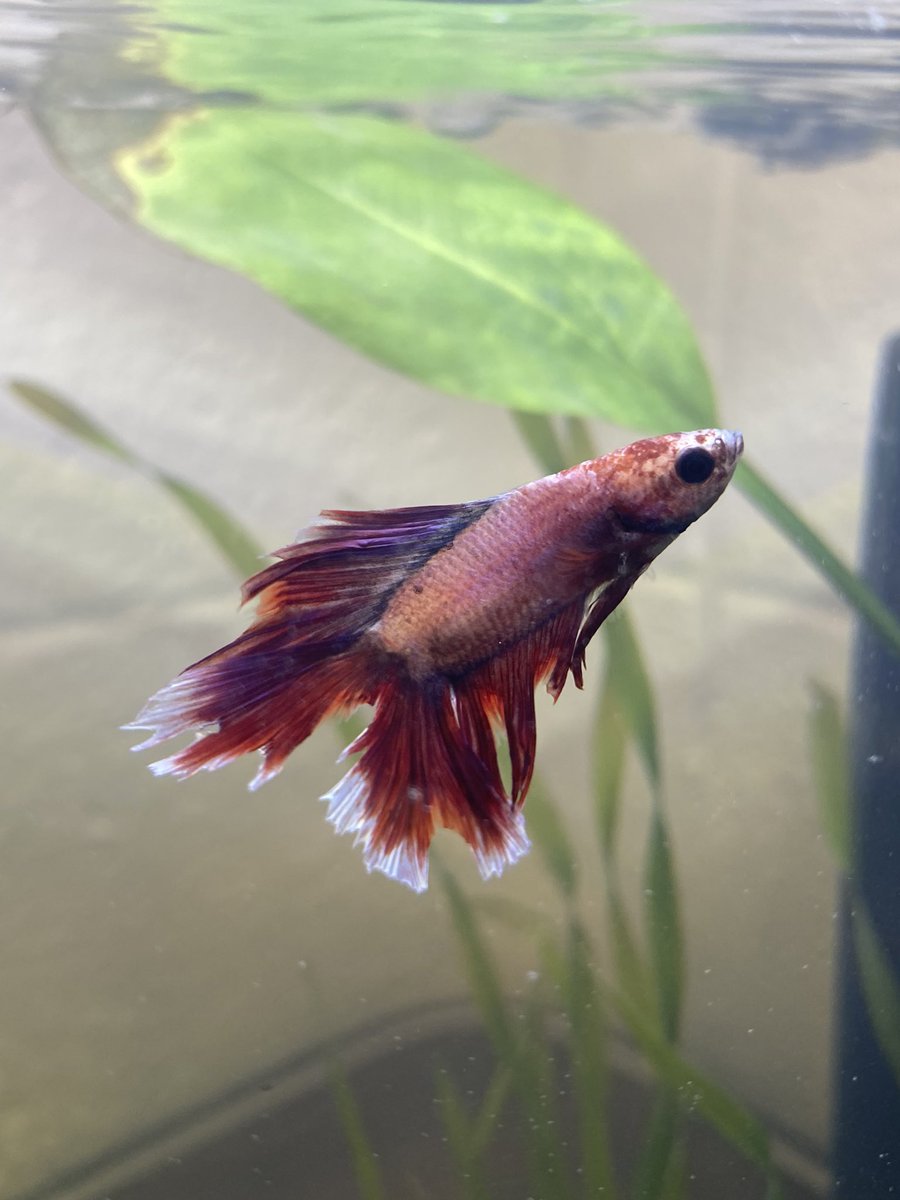 Welcome to the genetics lab Rosalind Fishlin 🧬🐟