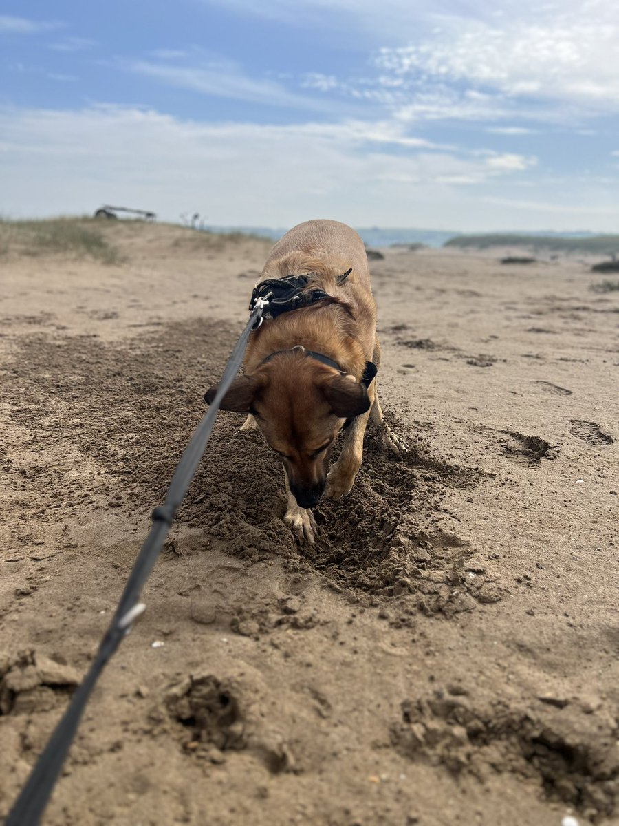 MapleandJeff1's tweet photo. I dug holes, slept on the beach, goofed about with my actual sister and went in the sea. Eventually. Look, those waves were three inches high and scary! https://t.co/DH8g21tIWy