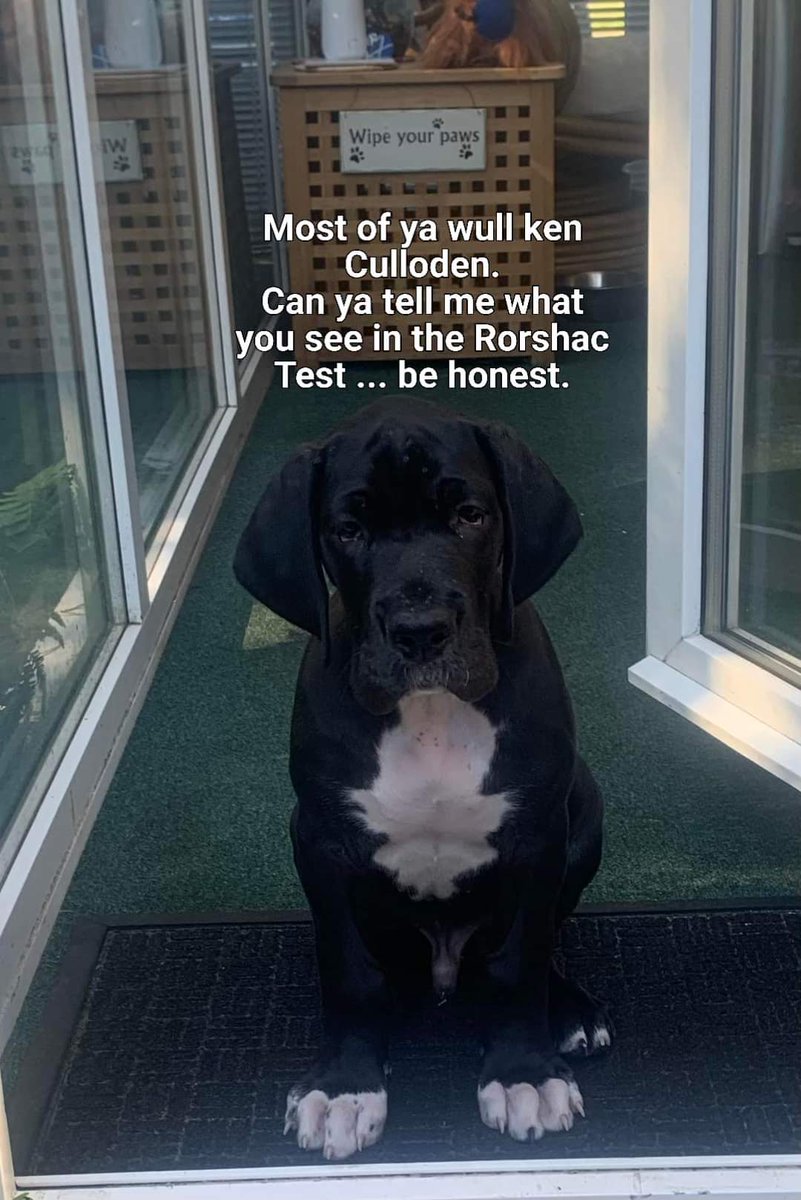 Deanmadalba's tweet photo. If you don't know Culloden yet...Trust me you will soon enough.
#IndyDog https://t.co/R1ri4ZVofU