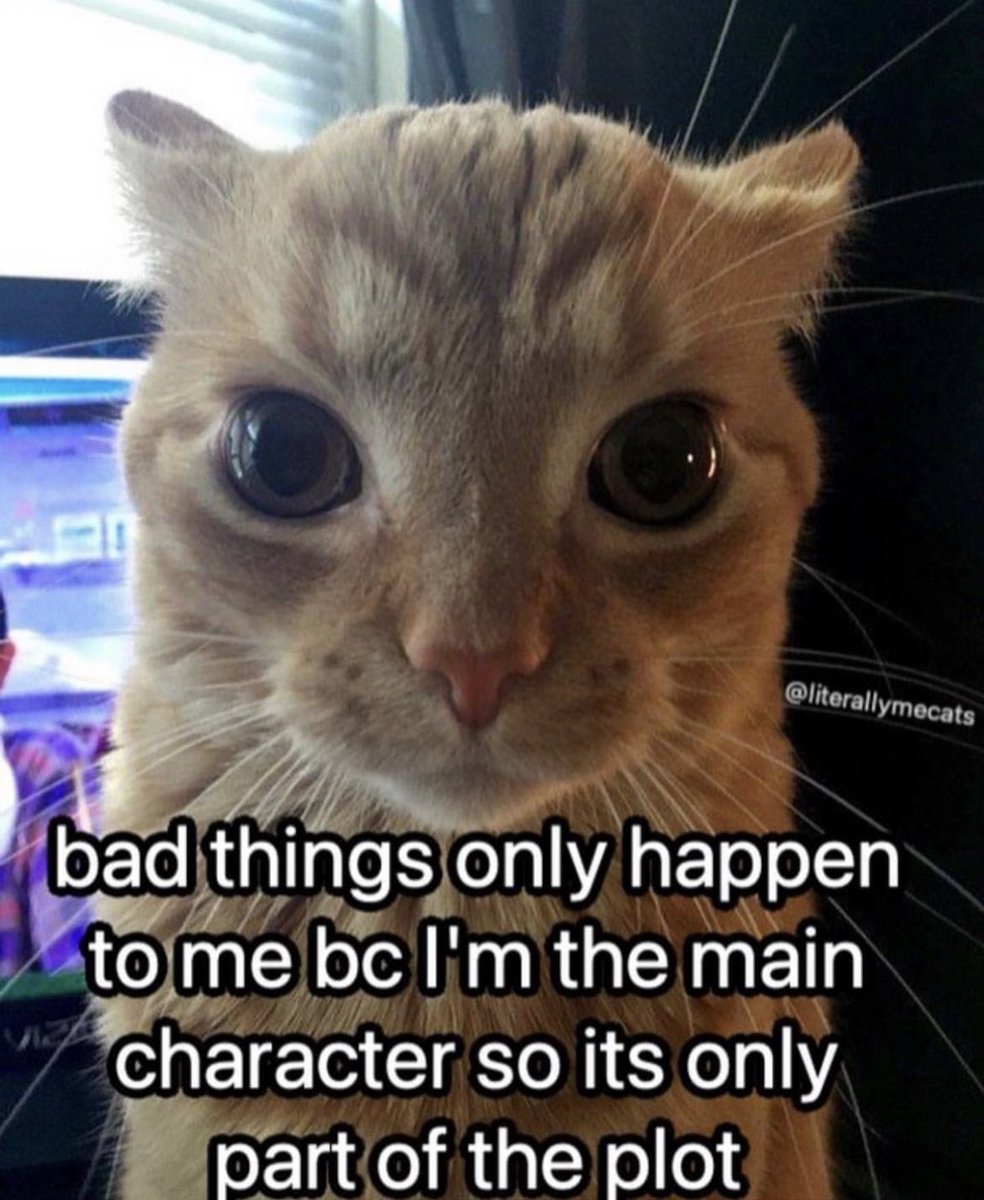 LiterallyMeCats (@literallymecats) on Twitter photo 