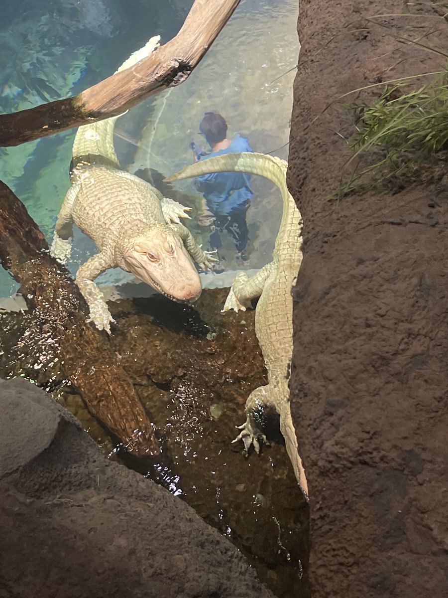 GeeGeeGuy1's tweet photo. Who ever seen albinos alligators? I met them at Atlanta Aquarium for the first time in my life… https://t.co/PNJ8NUbzD5