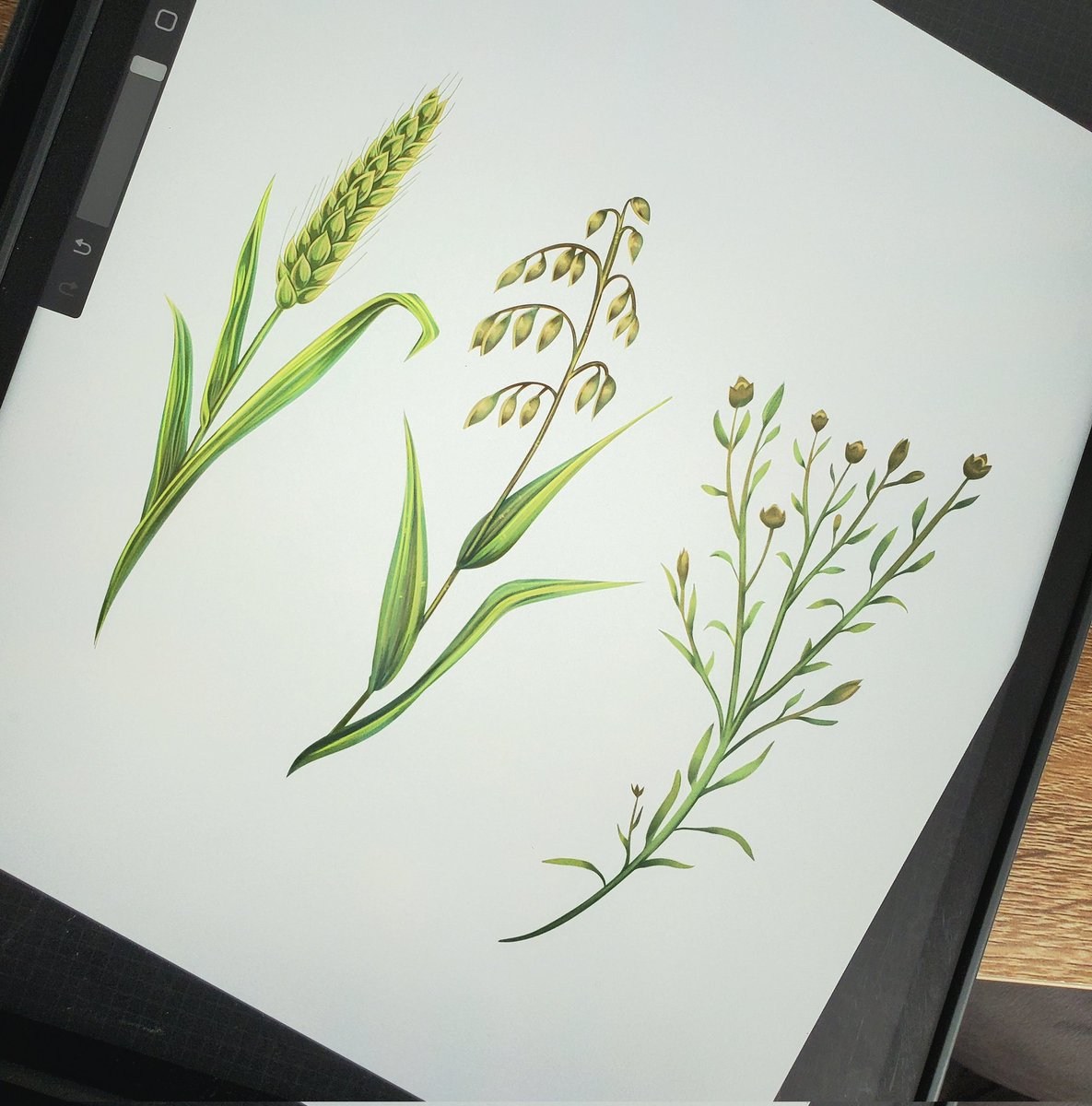 LindZeamays's tweet photo. Drawing some crop graphics!🌾
Guess their identities in the comments. 👇

Need custom icons and graphics for your research figures? I can help! https://t.co/hb15gcO834 

#scienceillustrator #academictwitter #agsci https://t.co/pAwm1I4HPR