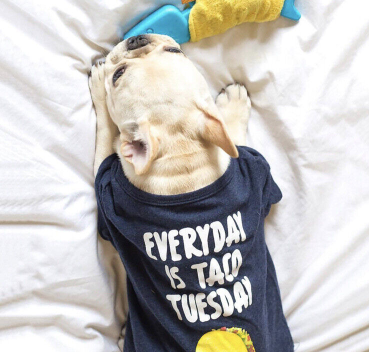 SouthernAgOK's tweet photo. 🌮🐶 Tacos and Tequila Lovers Unite! 🌮🥂

If you don't like tacos, you're probably a liar. 🤥 And if your furry friend thinks Taco Tuesday should be every day, we've got just the thing for you! 🐾🌮

https://t.co/SlbPrAdRAu

 #TacoLovers #TequilaTime #TacoTuesday https://t.co/8eb94ETrZP