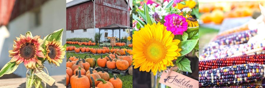 Harvest on the Homestead this Saturday @ Snobelen Homestead. Pumpkin varieties are harvested and arranged. The flower farm hits peak stride with dahlias galore and Ruby Red Popcorn!

#VisitCK #SeeYouinCK