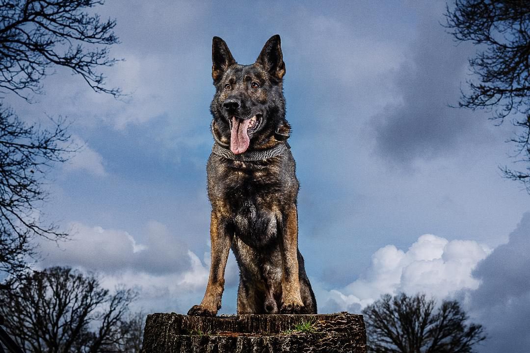 HantsTVPolDogs's tweet photo. 🐾Retired Police Dog Griff🐾

Hi folks. 

Retired PD Griff needs a new home sadly due to a change of circumstances. 

He retired from operational service in April 2022 after 7 years serving the communities of Thames Valley and Hampshire.

1/4 https://t.co/MRySkbVt43