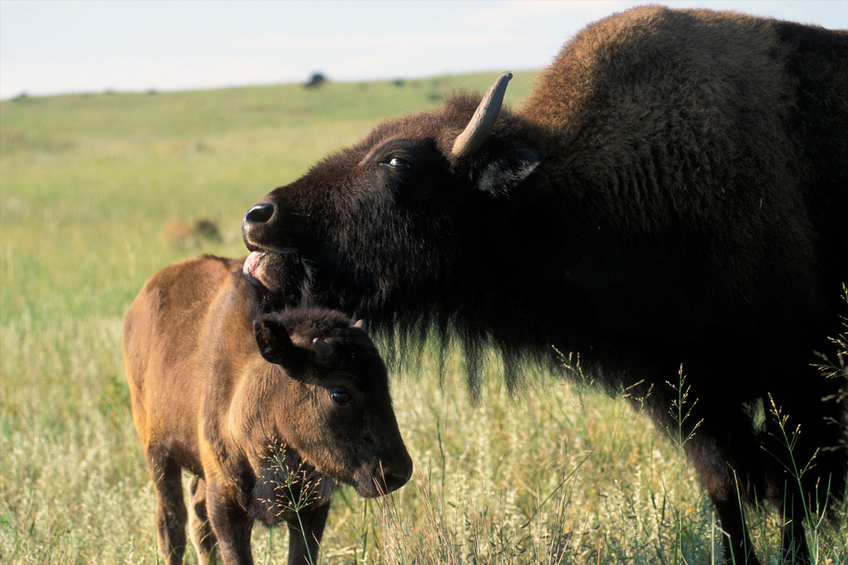 NeblandMagazine's tweet photo. "Hold on, you've got something right there..."
📸: Michael Forsberg
#Nebraskaland #OutdoorNebraska #WildNebraska #NEgameandparks #Bison https://t.co/CgIYG15vOY