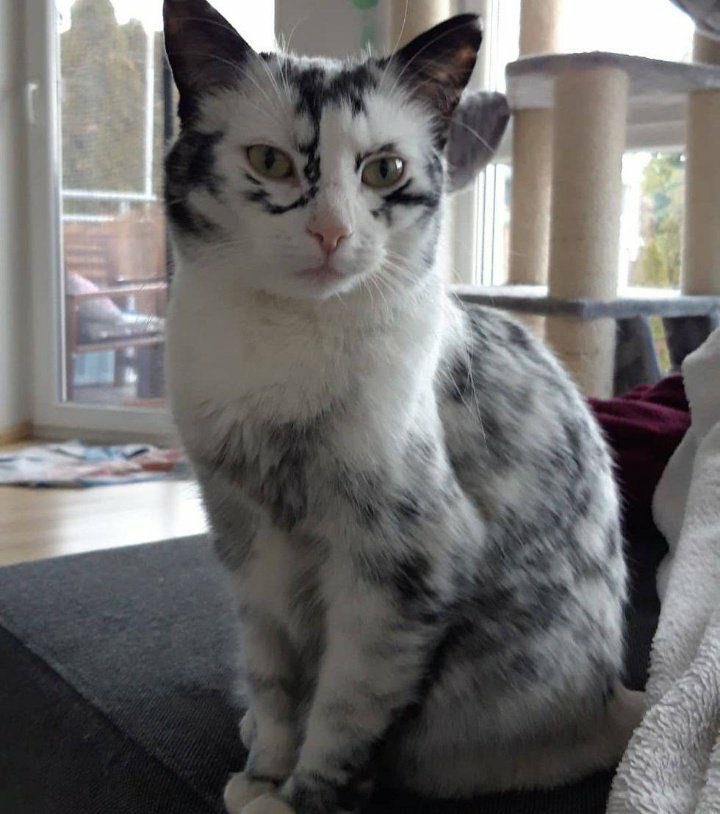 S H I N I G A M I (@acid666host) on Twitter photo 