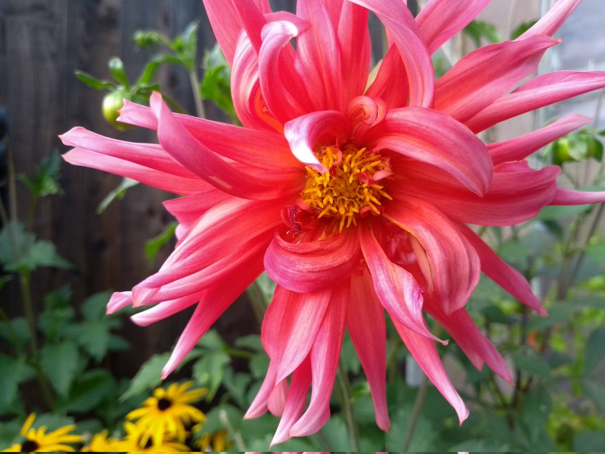 tootingrastafc's tweet photo. Fiery dahlia for #bloomingtooting https://t.co/KLgpmxkFDR