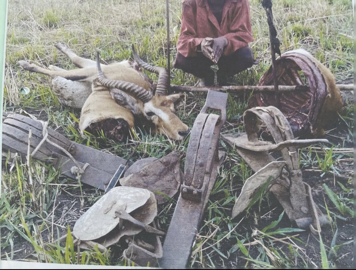 Poverty and ignorance of the value of wildlife are increasing wildlife crime. If people and wildlife have to peacefully coexist, there have to be deliberate interventions aimed at  reducing poverty and increasing awareness. #savewildlife #savepeople