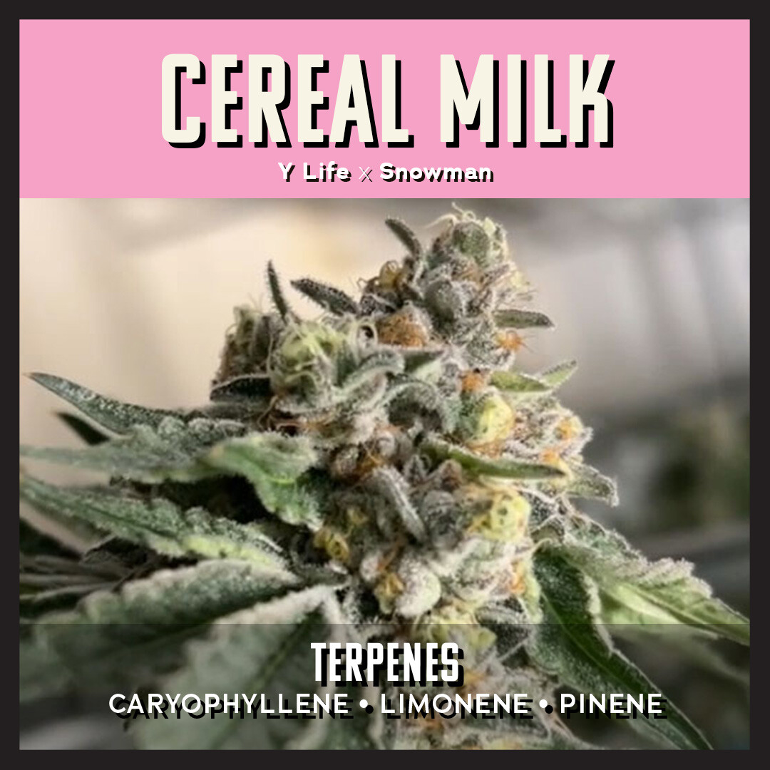 insaforreallife's tweet photo. π Curious about Cereal Milk? π₯£β¨
This strain perfectly fuses YLife and Snowman, delivering a creamy, fruity flavor reminiscent of cereal milk π₯ππ. With hints of herbs and spice in its aroma, it's an even-balanced hybrid you won't want to miss! ππͺ #insaforreallife https://t.co/PArGsJVySe