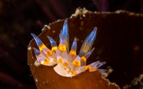 slugsofsea tweet picture