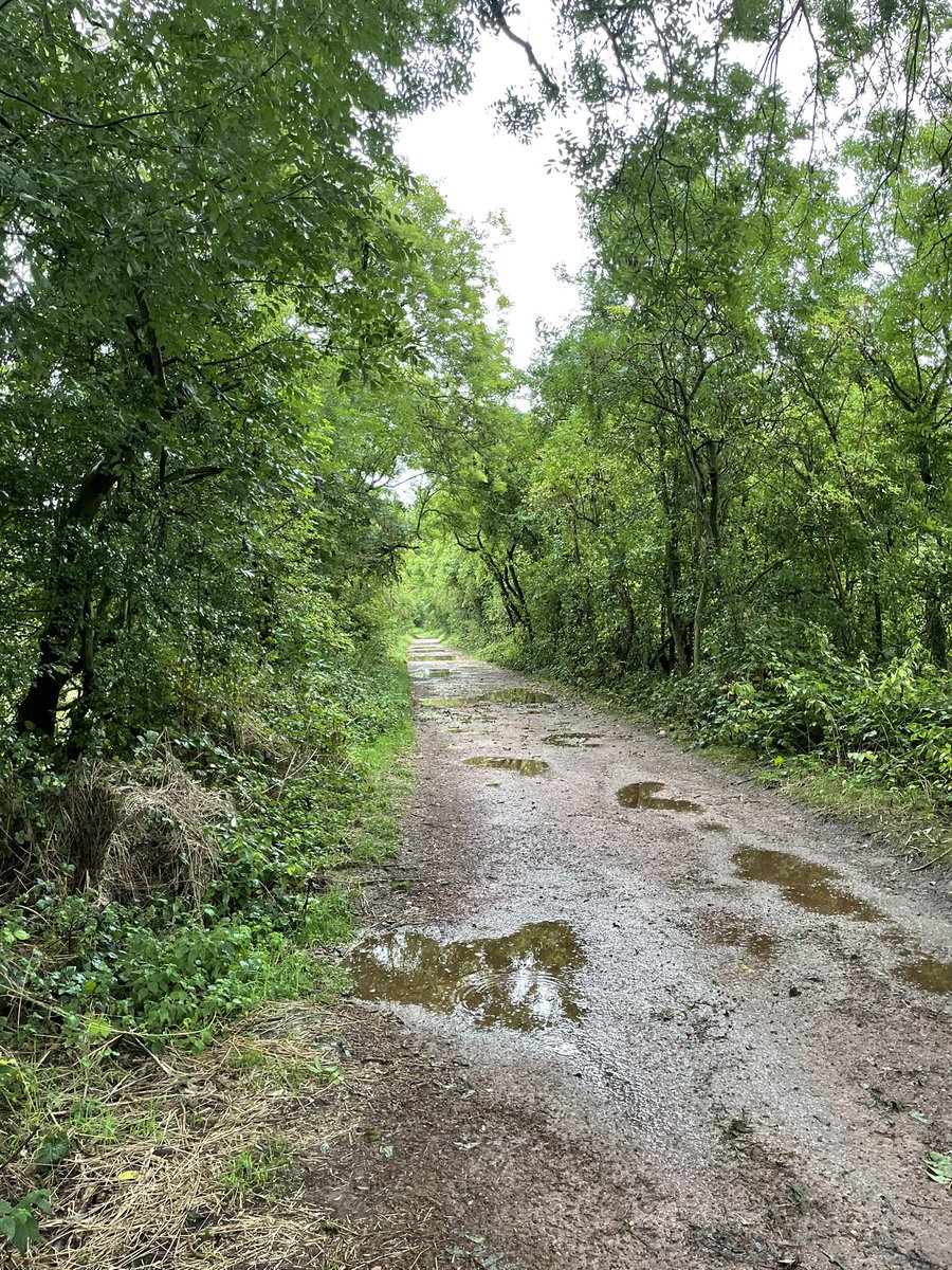 Strolling through the woods 🌳🐾🌧️ #rain #summer #september #woods #lake #nature #naturephotography #wildlife #wildlifephotography #dogs #outdoors #adventure #walk #walkingsbrilliant #explore #exploring