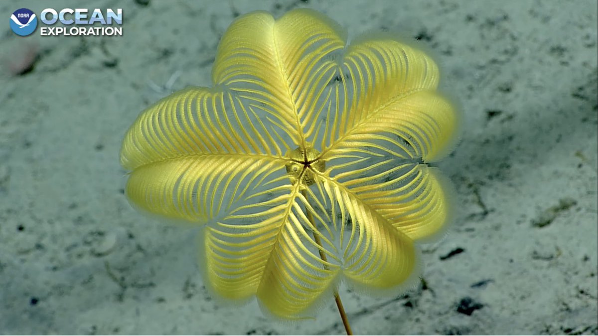 Lovely yellow stalked crinoid Parahyocrinus claguei, 1831 m #Okeanos Aleutian Subduction Zone