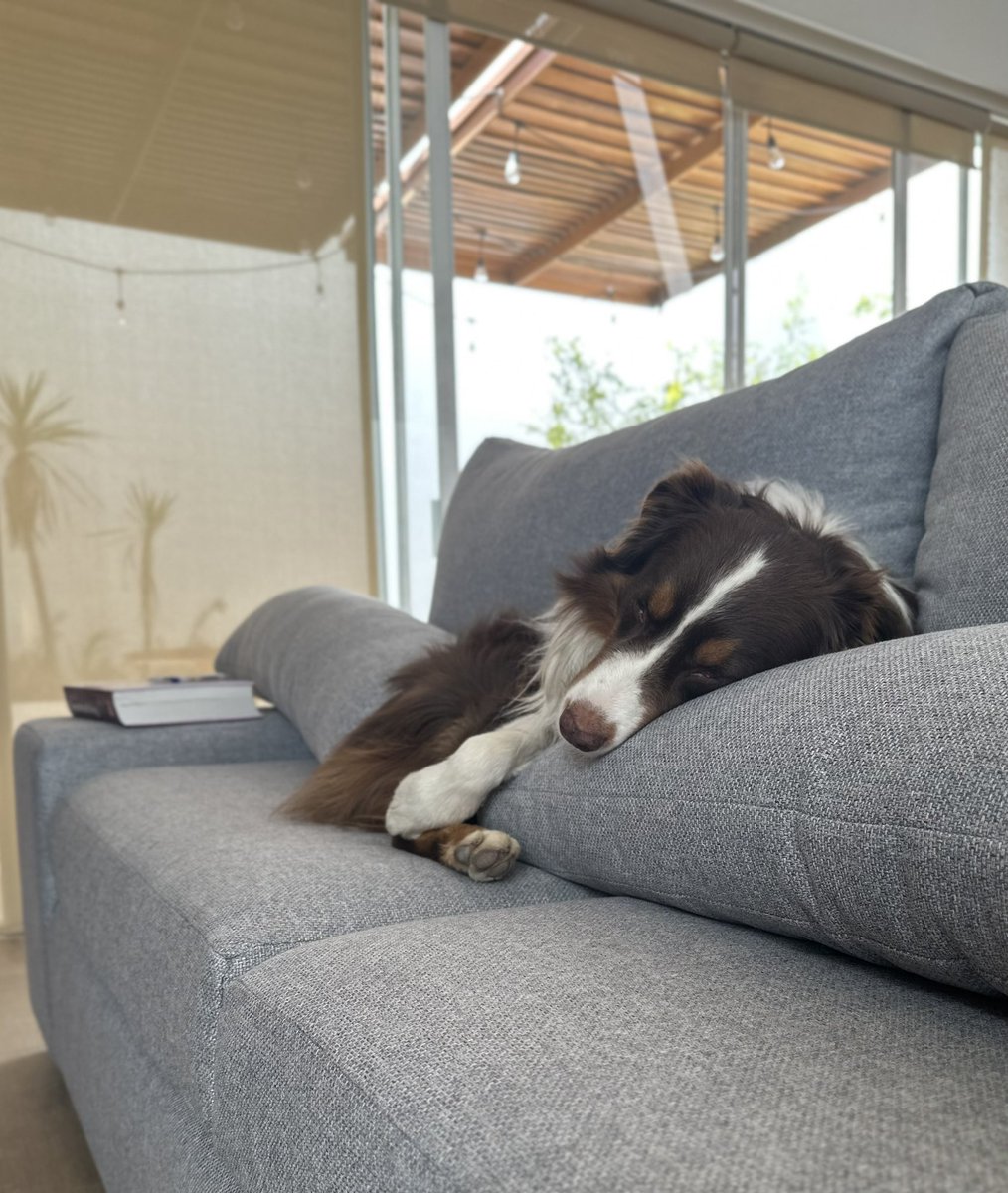 DBerronesM's tweet image. Y con ustedes: el patrón de la casa.