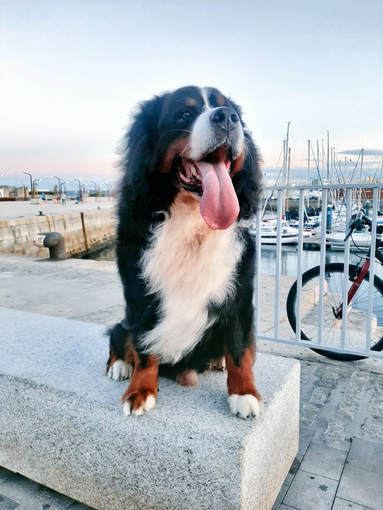 BernerLeo's tweet photo. Late afternoon walk.
#Coruña #boyerodeberna
#bernese #bernesemountaindog 
#dog #doglover #dogsoftwitter https://t.co/1jT2zC1FHQ