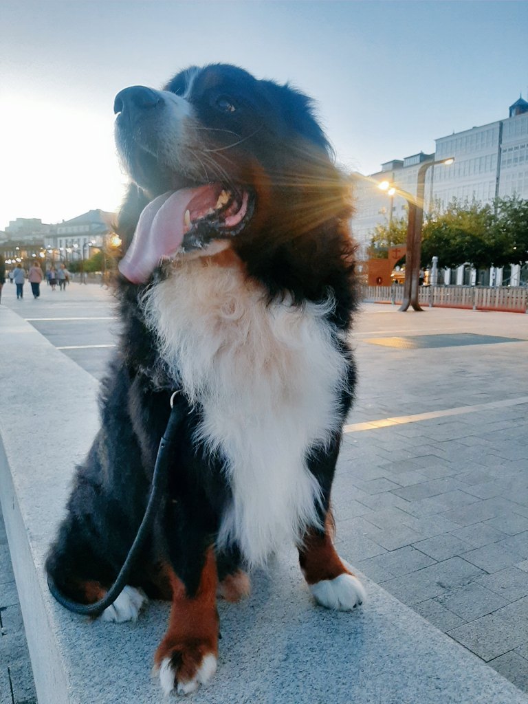 BernerLeo's tweet photo. Late afternoon walk.
#Coruña #boyerodeberna
#bernese #bernesemountaindog 
#dog #doglover #dogsoftwitter https://t.co/1jT2zC1FHQ