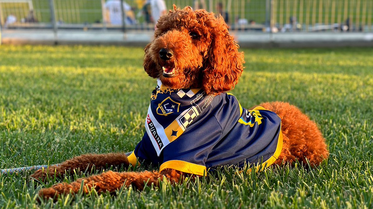 Couldn’t help but notice that the cheers at this match were accompanied by a lot of barks!

Thanks to all of the <a href="/LAGalaxy/">LA Galaxy</a> fans who brought their four-legged friends to our Pups at the Pitch night! #LAvsSTL