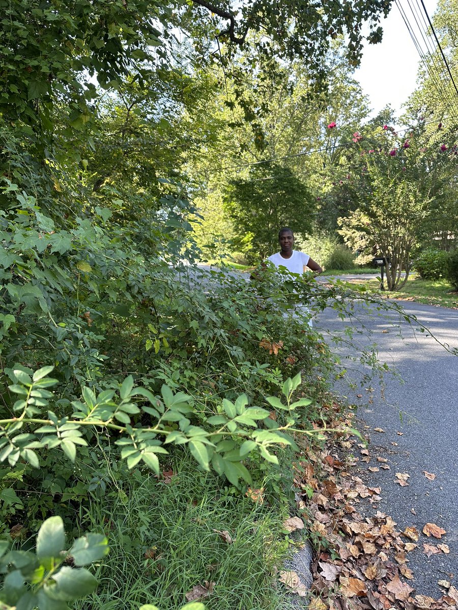 nylabeth's tweet photo. @MontgomeryCoMD can you see this parent amidst overgrown brush? I guarantee you couldn’t see our elementary kids - invisible at the bus stop, leading to a near car collision this am. Please come get this cut back! Was told the wait is 40 business days,40 days too long https://t.co/GY5fp6E6bo