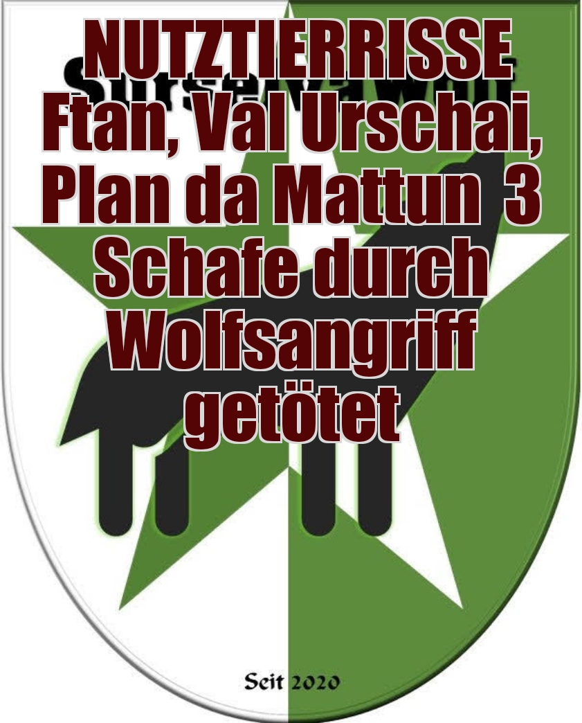 11.09.2023 Ftan, Val Urschai, Plan da Mattun
3 Schafe durch Wolfsangriff getötet