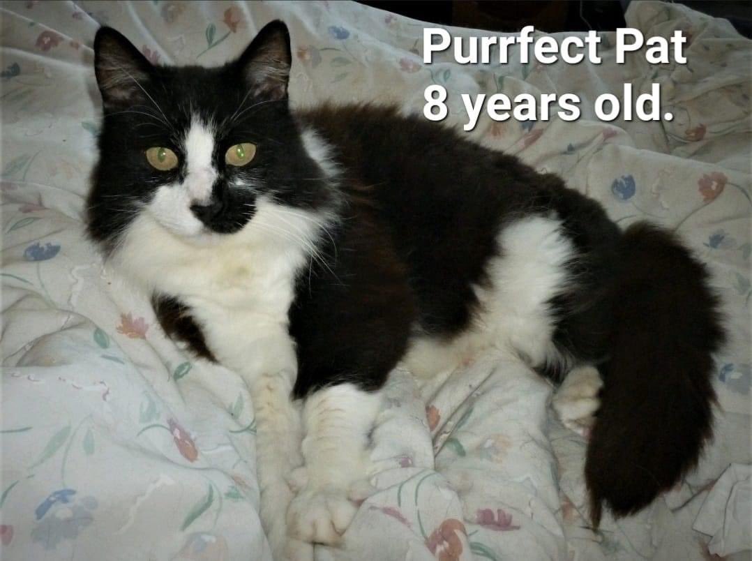 catwatchrescue's tweet photo. Goodnight from cuddle bug boy Pat.
This boy is constantly overlooked and we just don't know why. He would love to love you. Please see his details on https://t.co/Xhqy5RCFtJ 🙏🏼#catrescue #rescuecat #overlooked #forgotten #pleaseadoptme #teamzay https://t.co/yFzLvXSnap