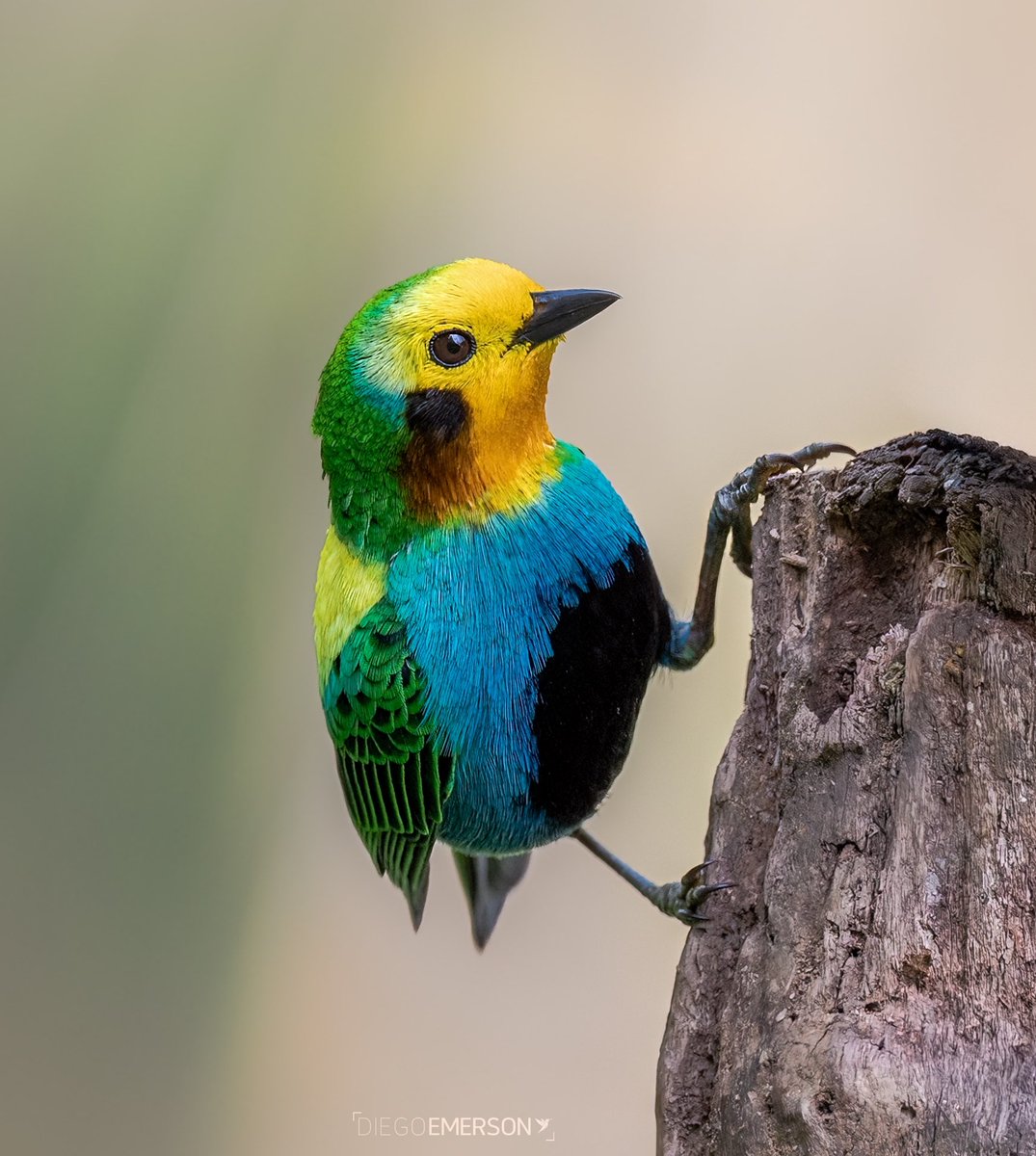 Si dejamos mucho tiempo sin publicar una tangara multicolor se nos puede olvidar a los colombianos qué convivimos con uno de los pajaritos más lindos del mundo y que tenemos que trabajar para que no arrasen con los bosques donde habita.