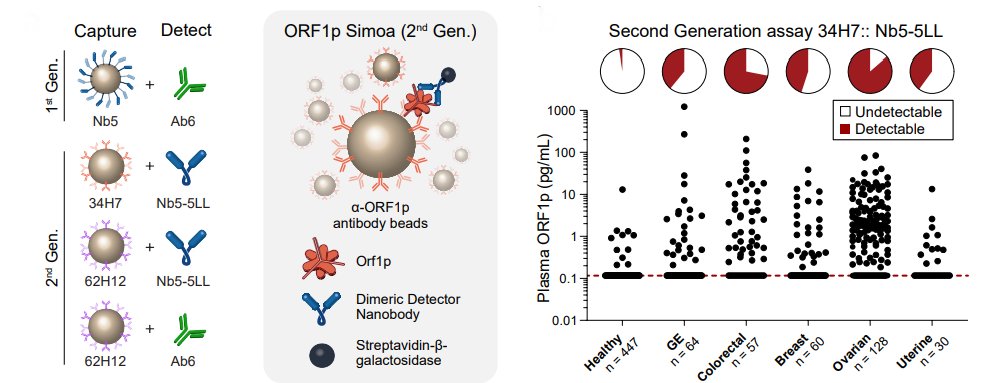 ElizSMcKenna's tweet photo. Now online in @CD_AACR: Ultrasensitive Detection of Circulating LINE-1 ORF1p as a Specific Multi-Cancer Biomarker by Martin Taylor, Connie Wu, David Walt, @KathleenHBurns et al https://t.co/H2gN3WZbV3 @MassGenBrigham @UMLifeSciences @DanaFarber #LiquidBiopsy #TransposableElement https://t.co/7j4VbY3fpD