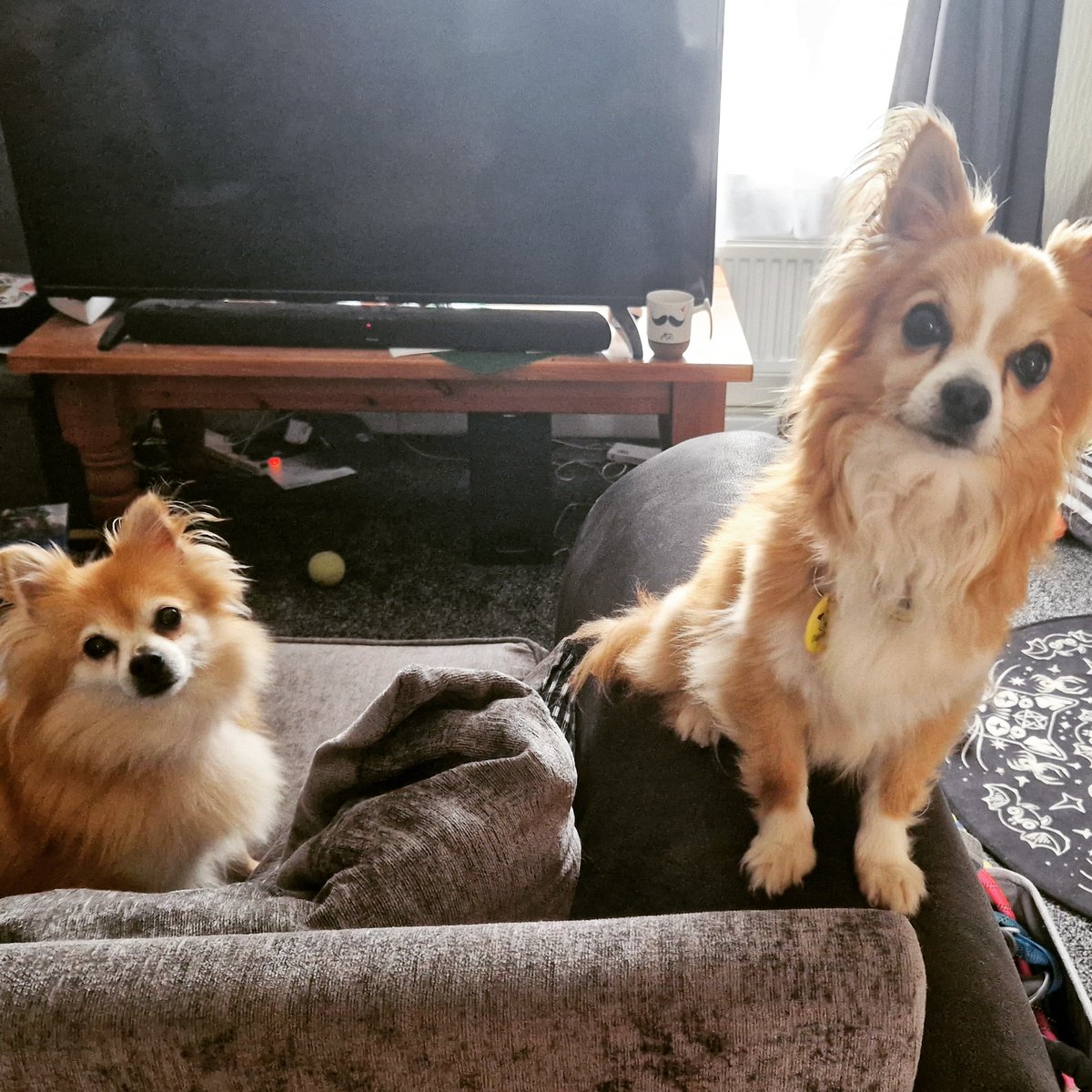 Melioraaa's tweet photo. On Thursday we welcomed not one, but two beautiful furbabies from the @DogsTrust into our home -  their forever home 🥰 These two just needed a stable loving home together, time, patience and understanding, they are truly wonderful dogs &amp; I love them already. TY @DogsTrust xx https://t.co/E9YQiZlytA