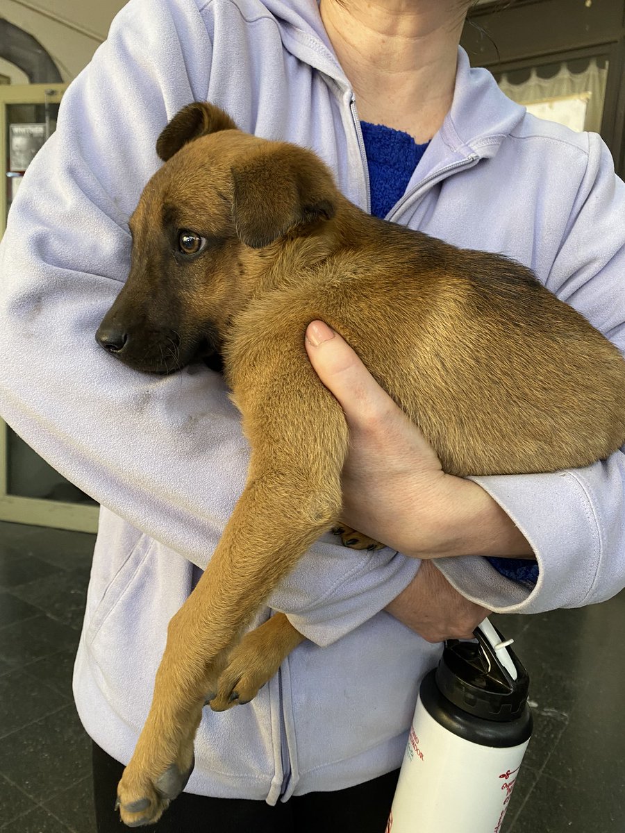 Encontramos este perrito en Ciudad de las Artes. Está asustado, yo no puedo quedarmelo pero estamos buscándole dueño. Es super tranquilo, si pueden ayudar a compartir re sirve🥺🥺 @VivireNuevaCba