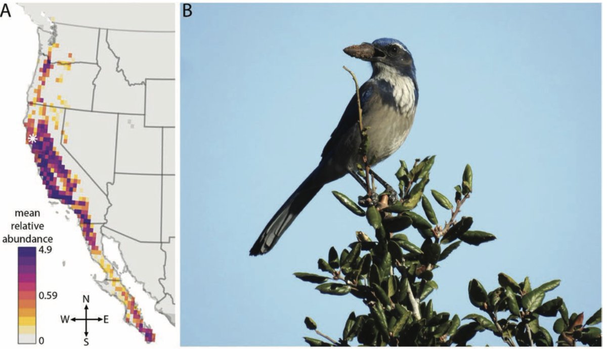Genome announcement paper for the brand new chromosome-level California Scrub Jay reference genome assembly is out and formatted now 
<a href="/HeredityJournal/">Heredity</a>

Link here: academic.oup.com/jhered/advance…