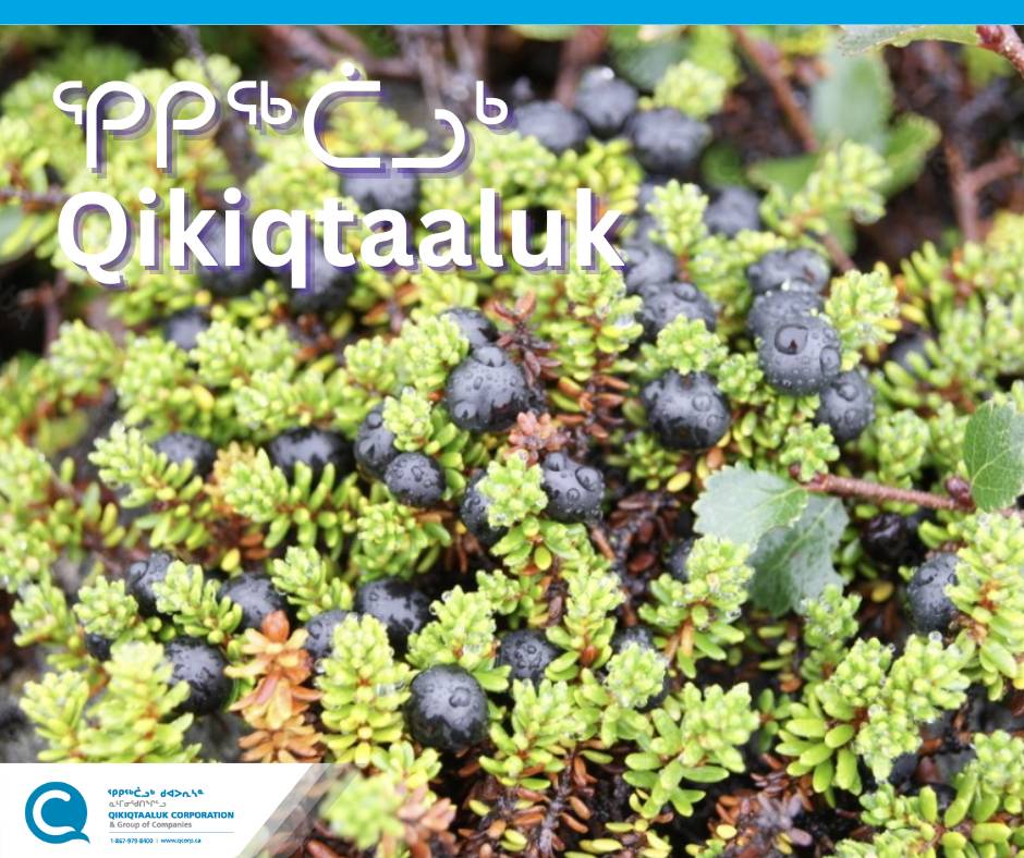 Berry picking is a tradition that binds us to our land, ancestors, and each other. How has your berry-picking season been so far?

#InuitCulture #BerryPicking #QikiqtaalukCorp #Community #Traditions
