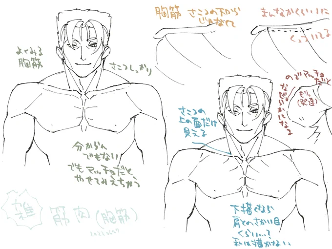 ここ知って描いたら何も知らない筋肉にならずに済むかなポイントも描きたいと思いつつ手が回ってないから過去のやつちょっと投げてみる……なんかちょっと足しになるかな……上半身ばっかだけど…… 