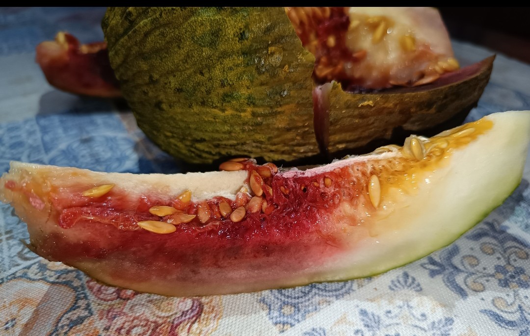 Mirad la imagen que me han enviado🤪
Ese color tan chocante se debe al desarrollo de una bacteria (Pseudomona aeruginosa) que produce un pigmento rojo llamado piorrubina. >>