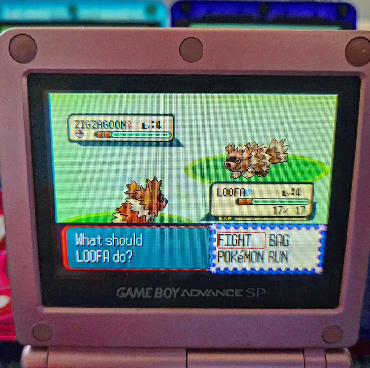 ShiningDanny1's tweet photo. Shiny Zigzagoon after 8,830 REs!✨ Phase 3 for Ralts, DONE! Just 1 away from having 20 of the line babyyyyyy 👏
#shinyzigzagoon #phase #phaseclan #shinypokemon #zigzagoon #hoenn #rse #rubyversion #sapphireversion #emeraldversion #fullodds https://t.co/7jjyApI6S3