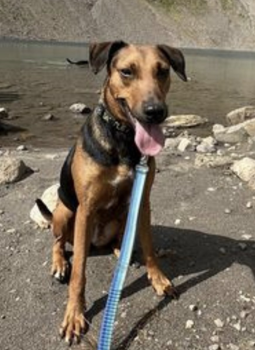 💙Georgia💙is a 44 pound rescue from Hawaii, who recently arrived in Seattle. She is good with other dogs and children. She went backpacking with her Fosters and was friendly with everyone she met and slept peacefully in their tent: a rare pup in my experience!