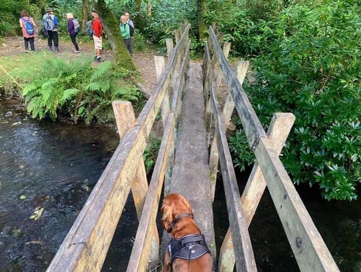 spgalea's tweet photo. Lovely post-work walk with #DigbyDog🐶 and @SwanseaRamblers family through sprawling woodland of beautiful Penllegare Valley Woods with its majestic trees🌳, muddy #hiking trails, pretty waterfalls, bridges and river🥾
#MyMagicalMotherland🏴 #Wales❤️
@RamblersCymru @RamblersGB https://t.co/WmemF013Gh