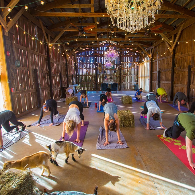 FINALLY! Unique gifts that don’t cost an 💪 and a 🦵 Explore experience gifts under $50 (like this adorable goat yoga sesh!) 🐐🧘

#virginexperiencegifts #giftideas #giftsunder50 #thingstodo