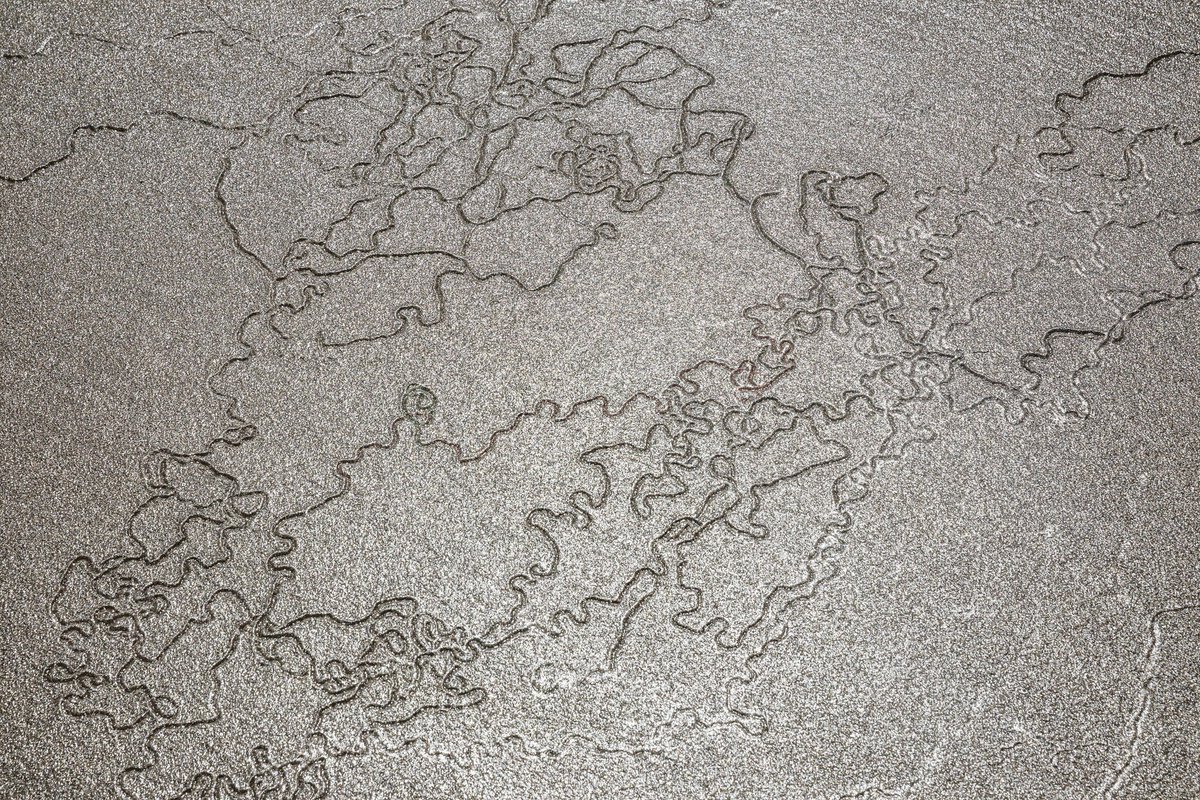 In Cambridge for #PalAss23 ! How can trace fossil unveil the mystery of life? How to quantitatively identify the trace makers?! Welcome to my talk at Session 7 (✪▽✪)