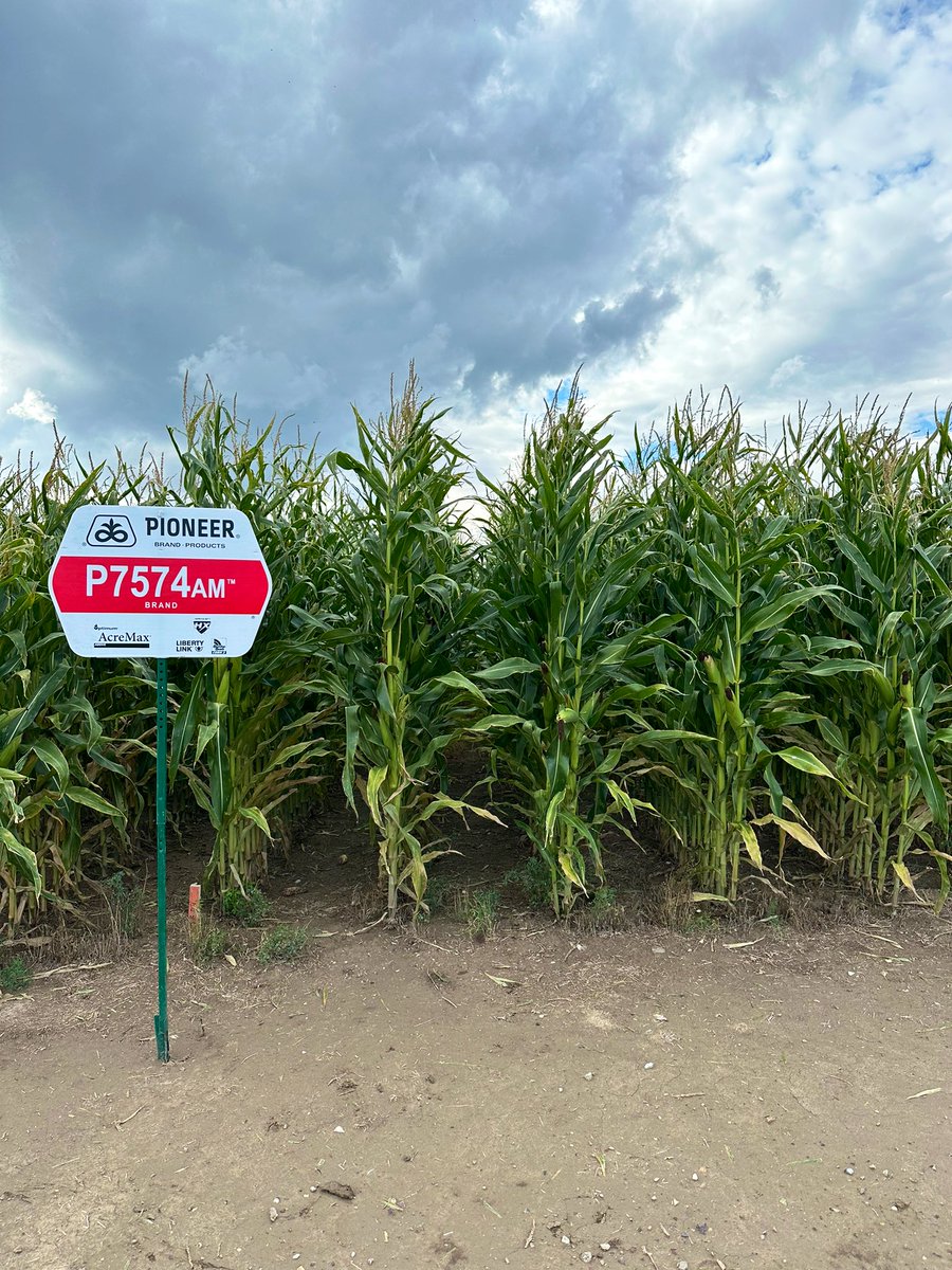 nelliespence142's tweet photo. Great plot day spent with Toston/Townsend/WSS &amp; Gallatin Valley area growers last week. These guys grow corn in some of the toughest environments - a huge testament to the trust that is had in our extreme early day products! @PioneerSeeds @BrettHeidema #PioneerSeedsMT https://t.co/PtUEJgfSZG